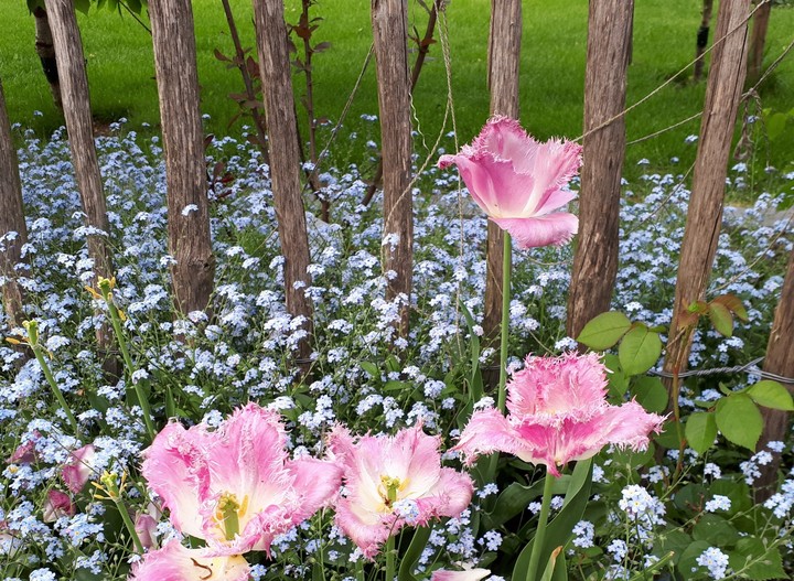 pink tulip