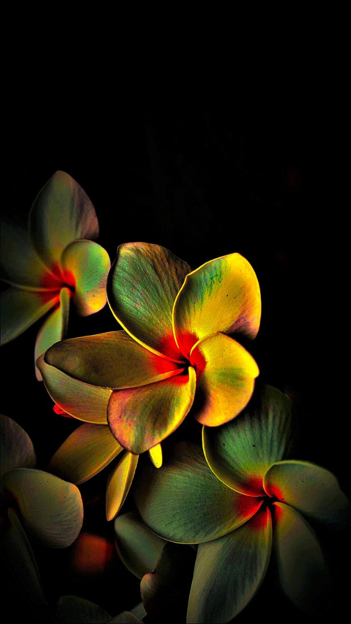 flowers