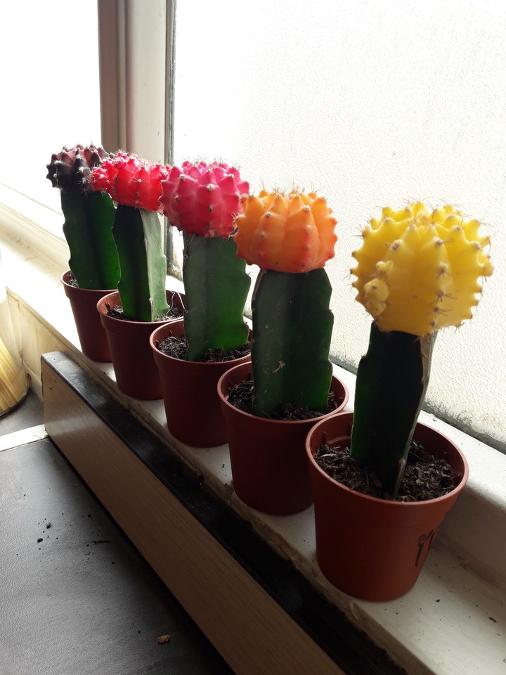 colorful caucuses