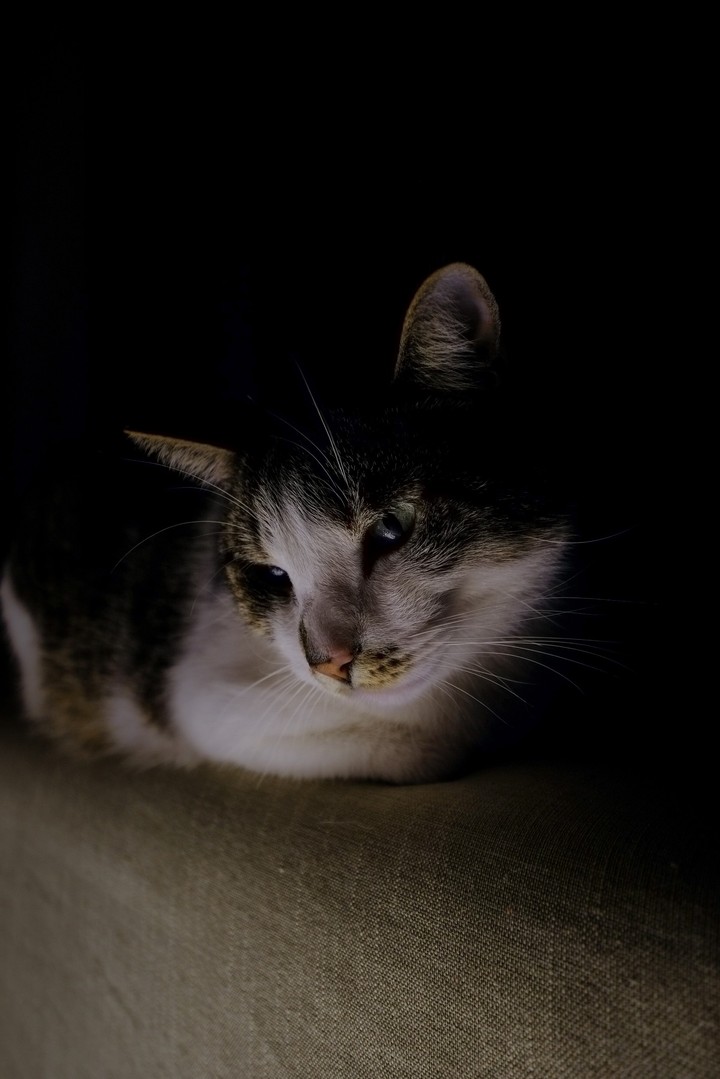 cat