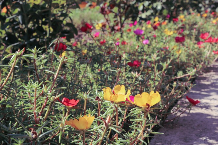 Such beautiful flowers