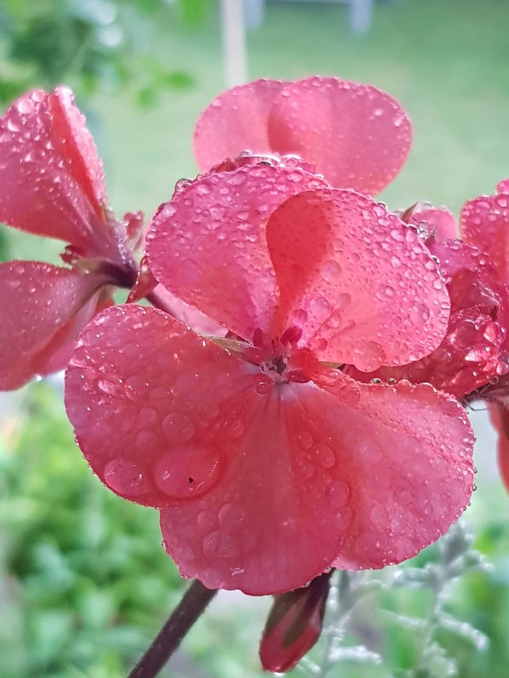 Rain Flower