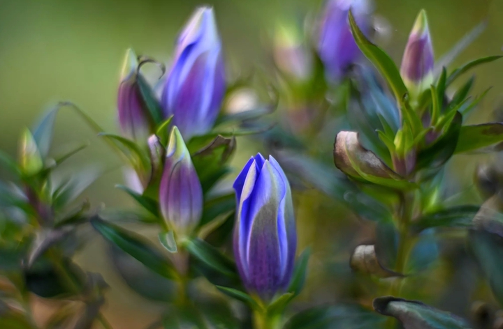Bud