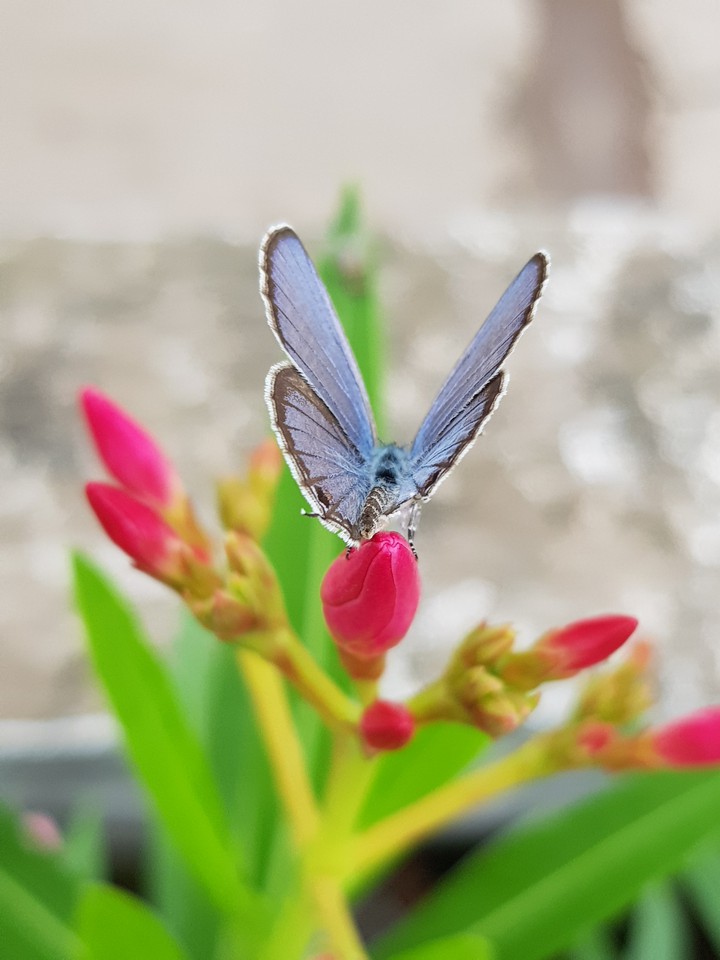 butterfly