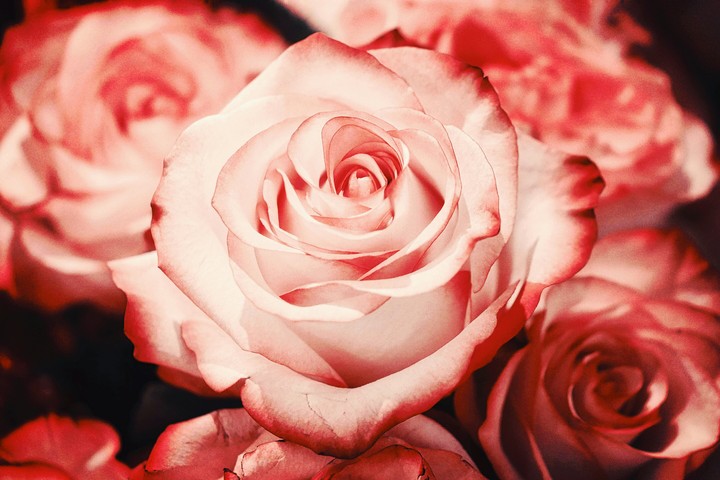rose