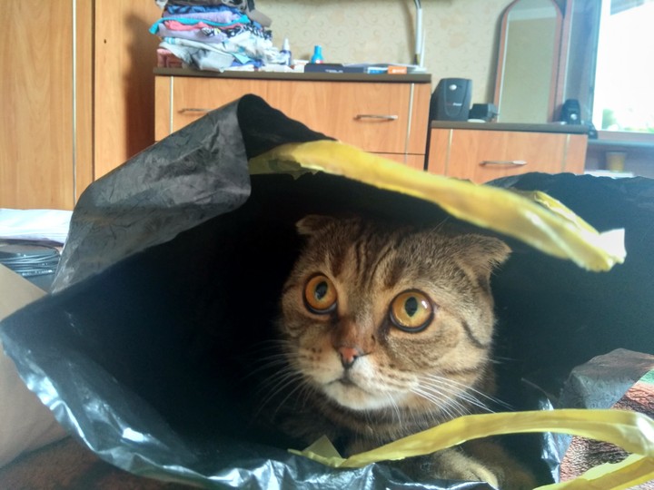 кошка в пакете