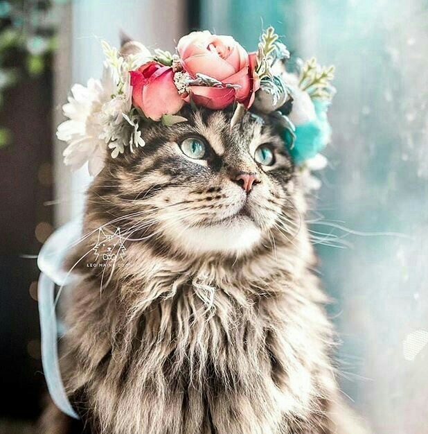 고양이