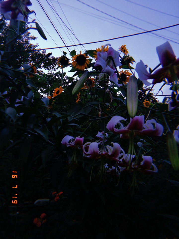 My favourite garden ❤️