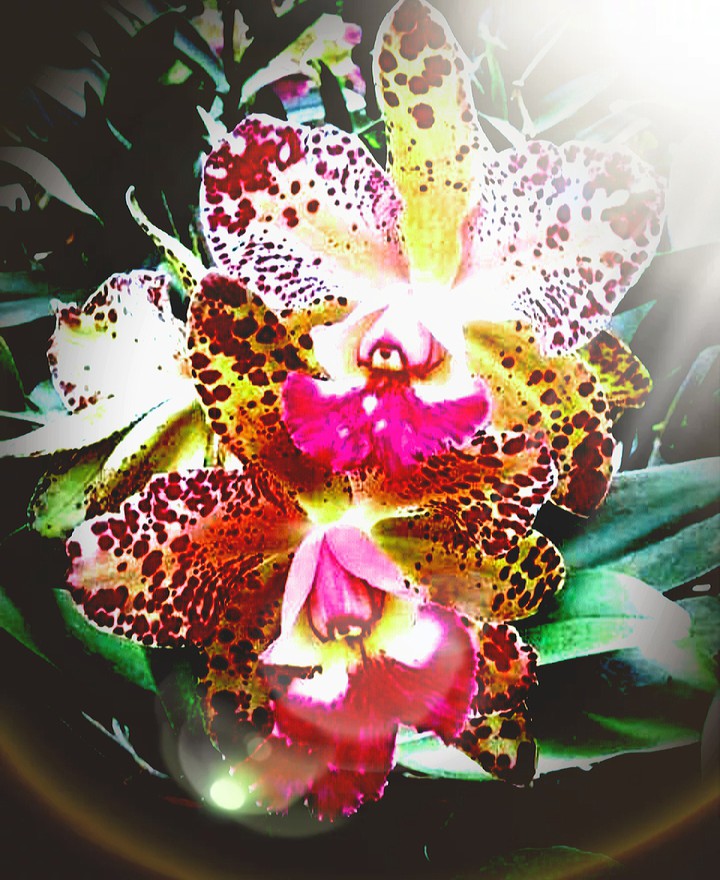 ORCHID