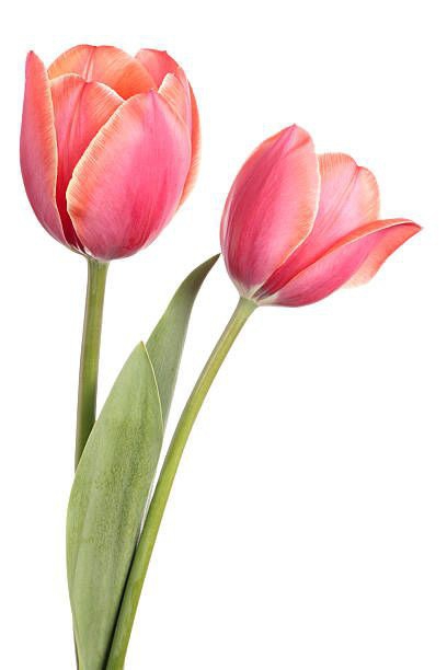 Tulip