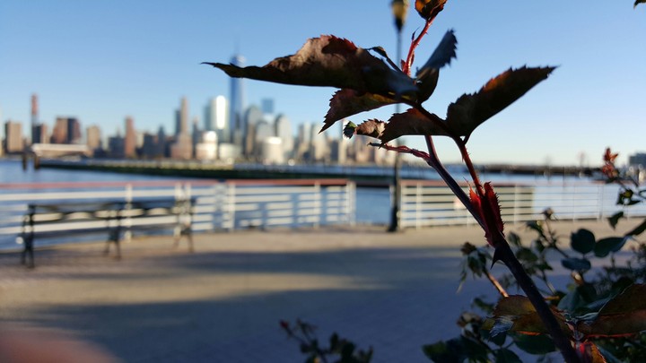 Flower from Jersey