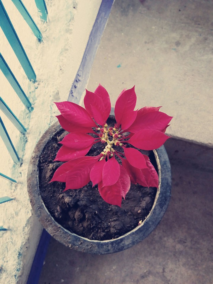 red leaf