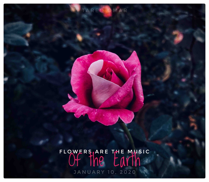 flowers are the music of the Earth