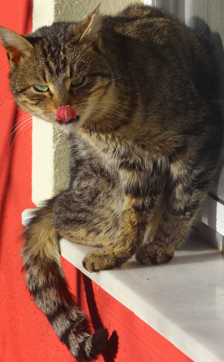 Kedi