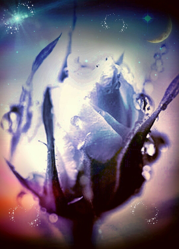 The Rose in the Night
