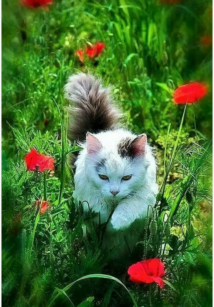 Киця)