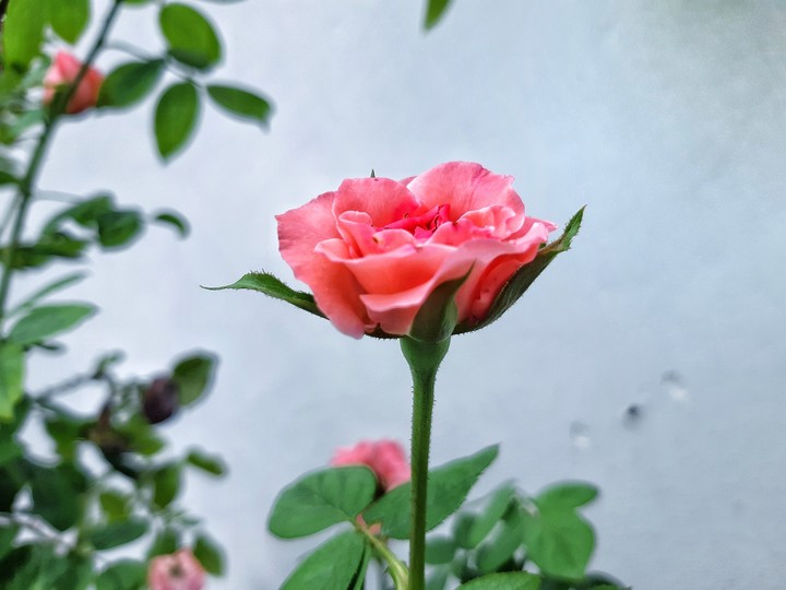 My Garden