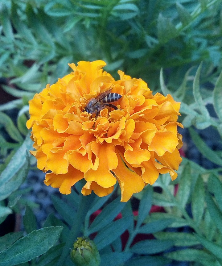 The bee...