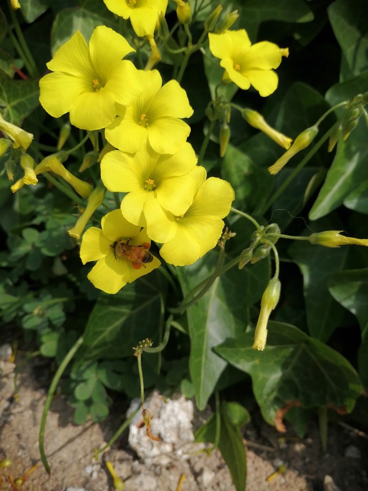 #yellow