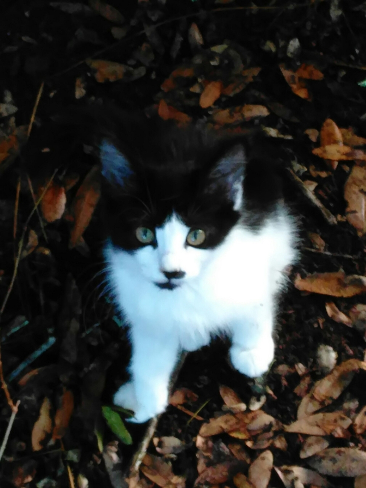 kitten
