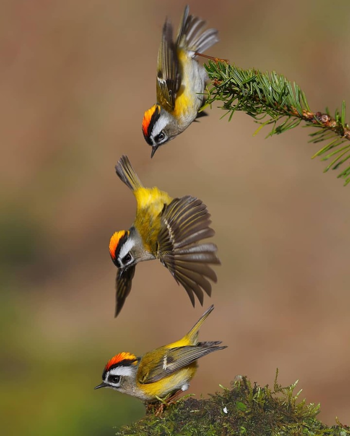 birds