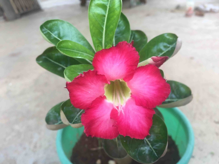 desert rose