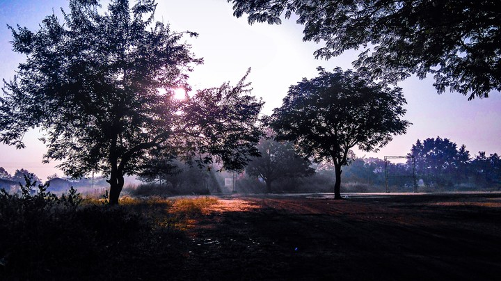 sunrays through nature