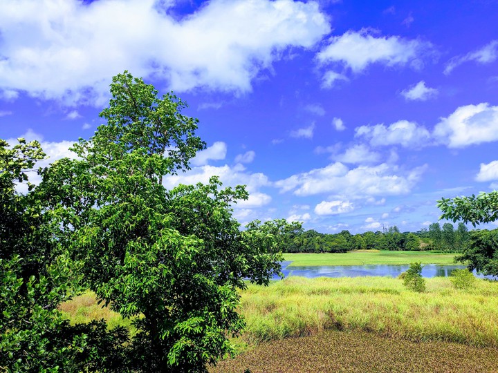 nature