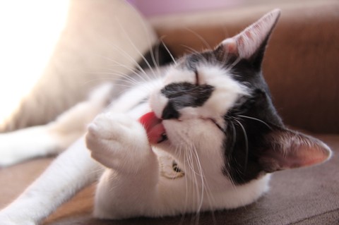 Cat Cute