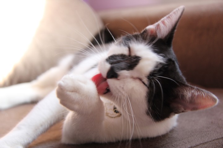 Cat Cute