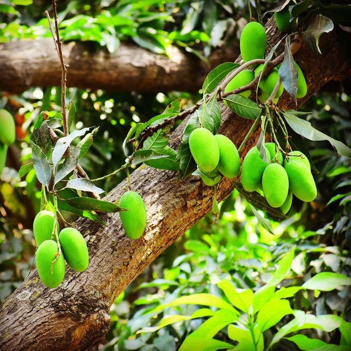 mango