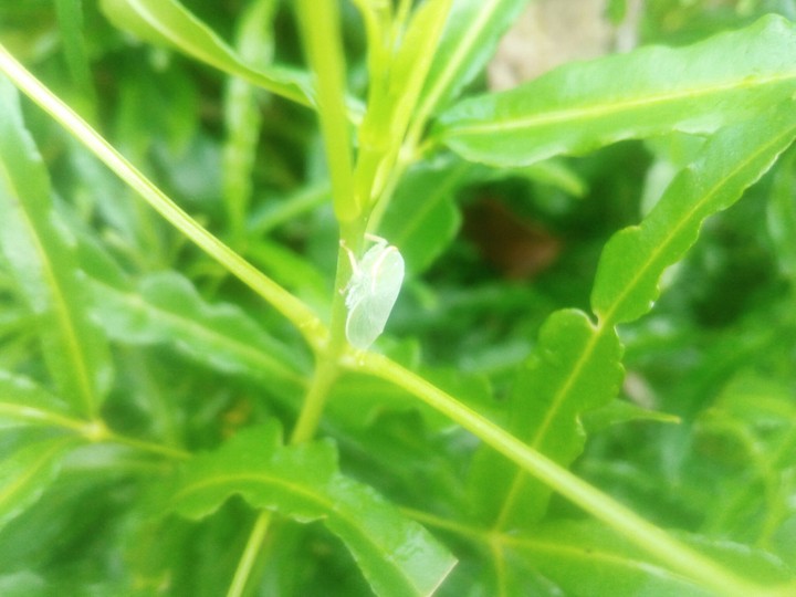 Life on Green!