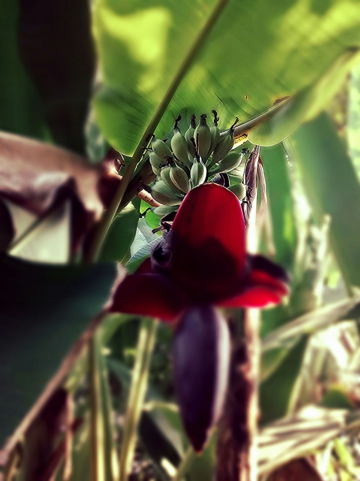 Banana tree natural organic.