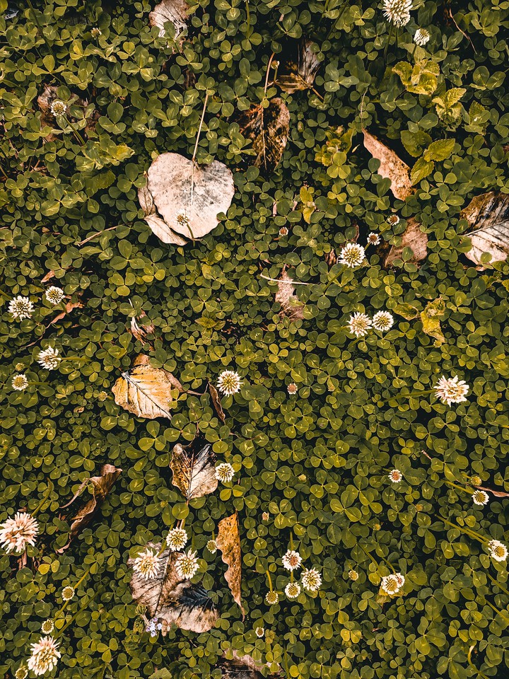 wildflower