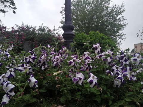 flowers