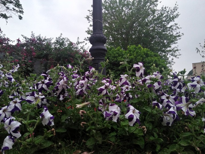 flowers