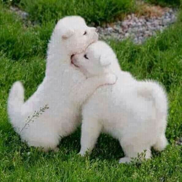 Dogs