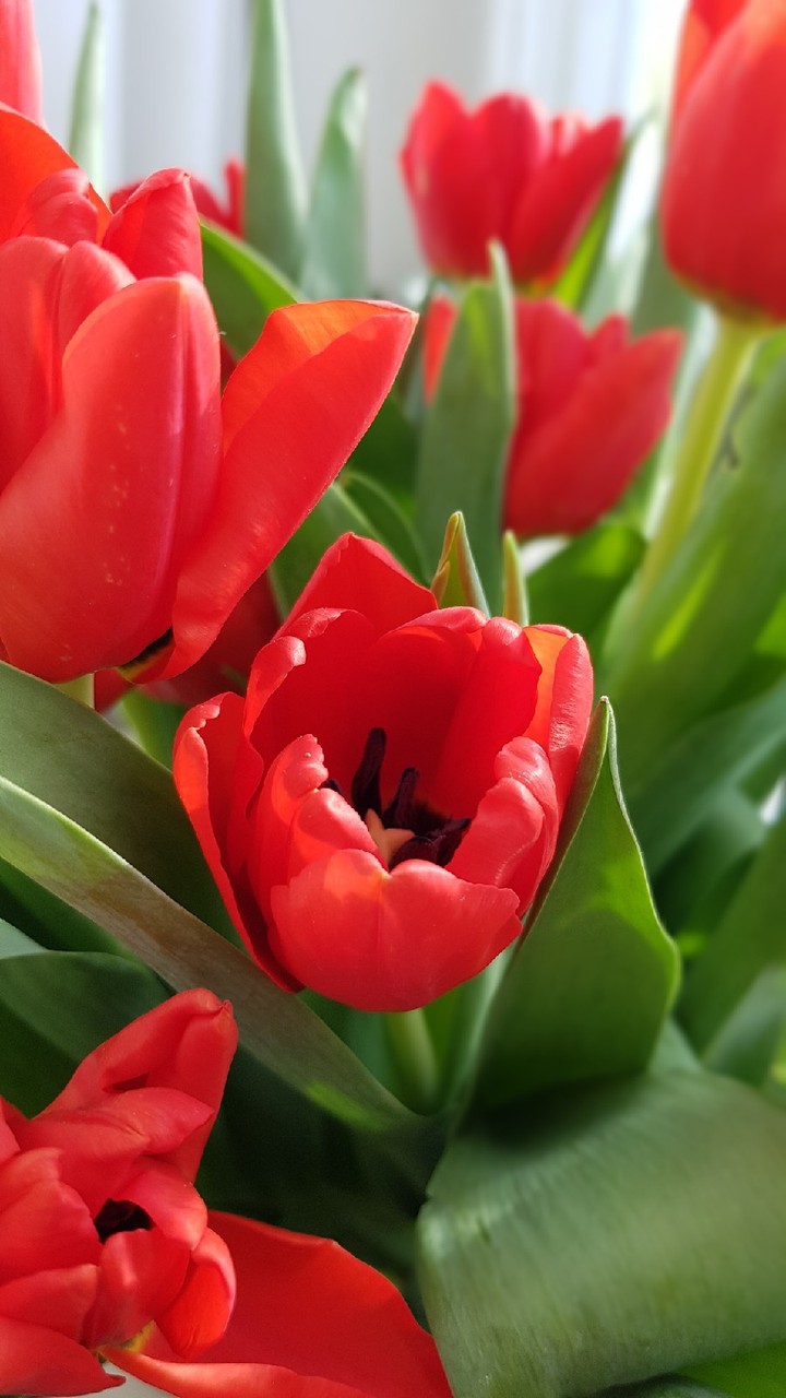 tulips