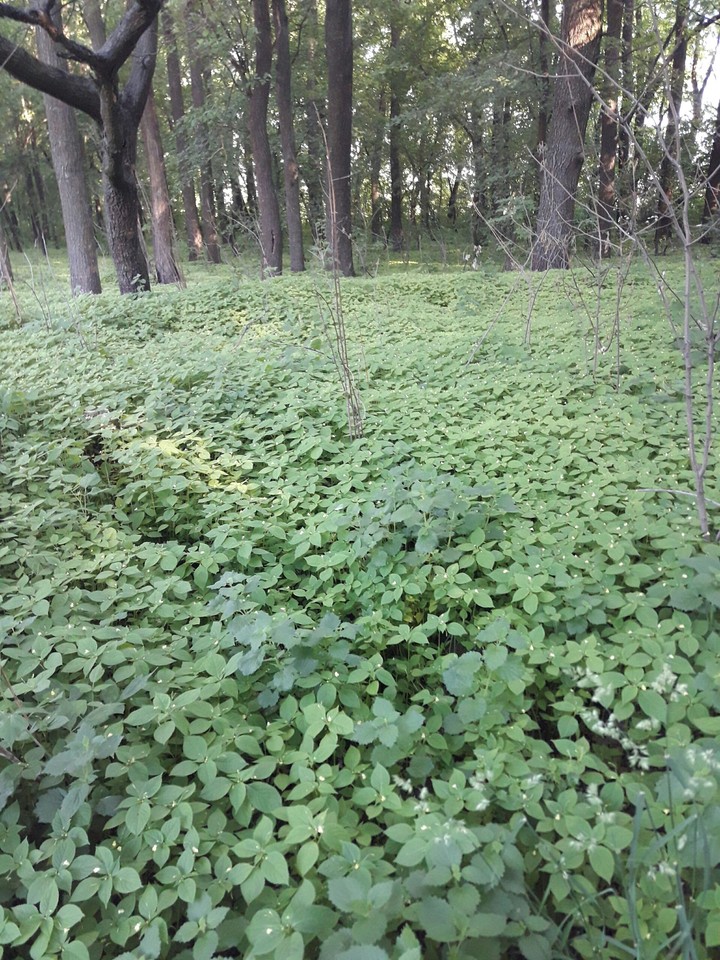 forest