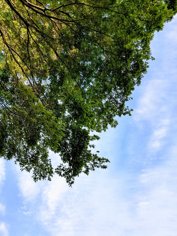 Green and sky