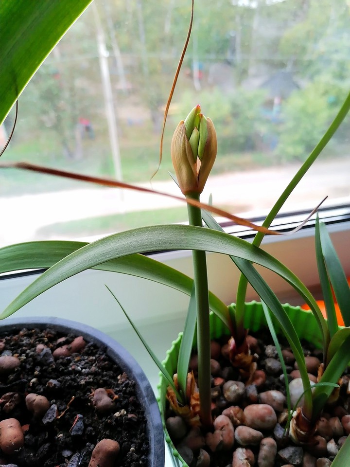 New life