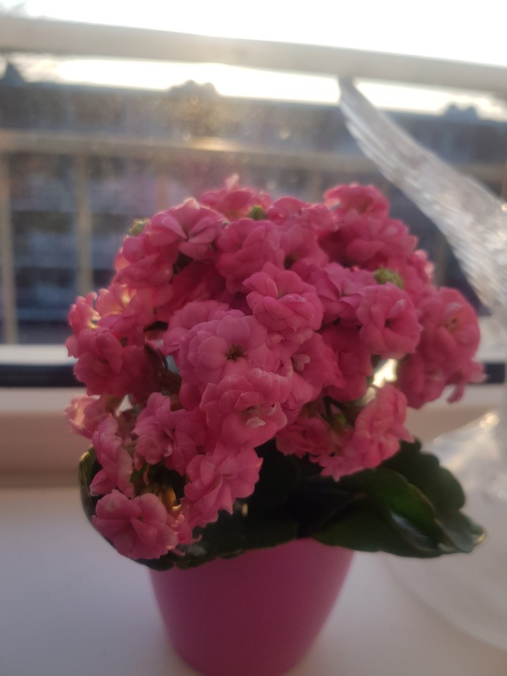 pink flowers