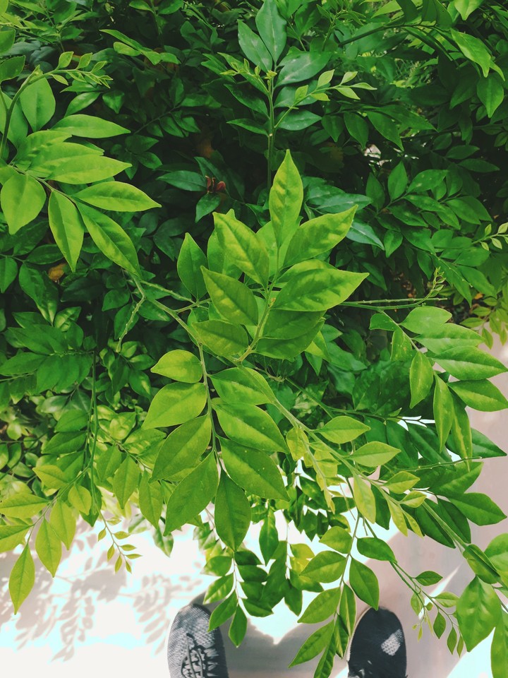 leaves