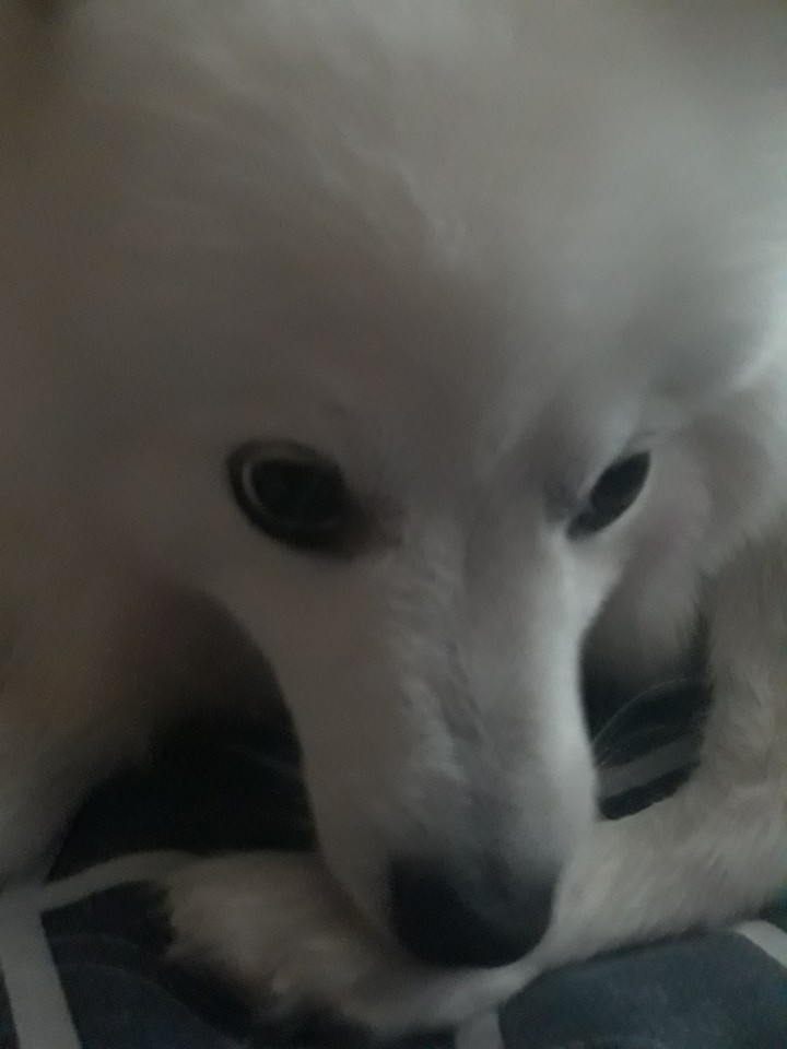 dog