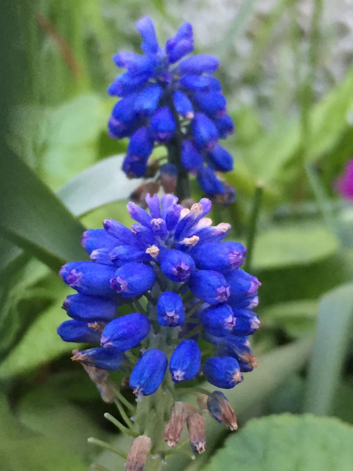 blue flower