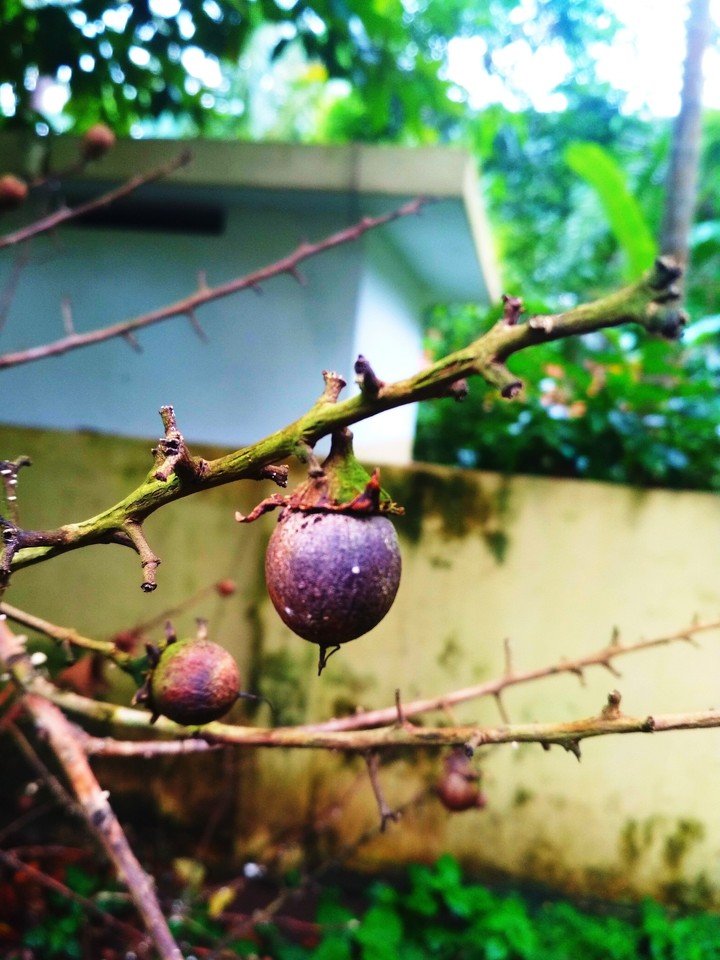 Nature