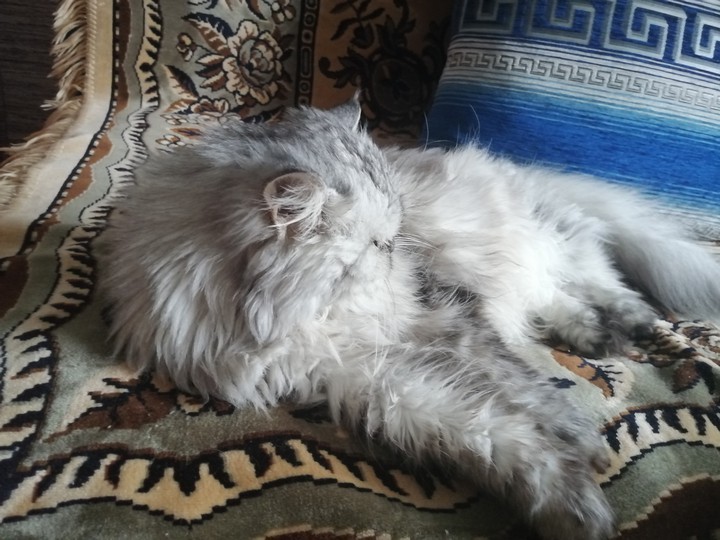 косик