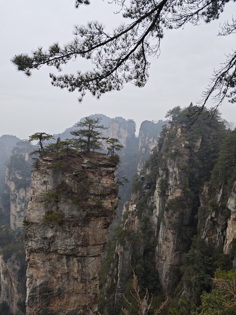 plant, landscapes वॉलपेपर