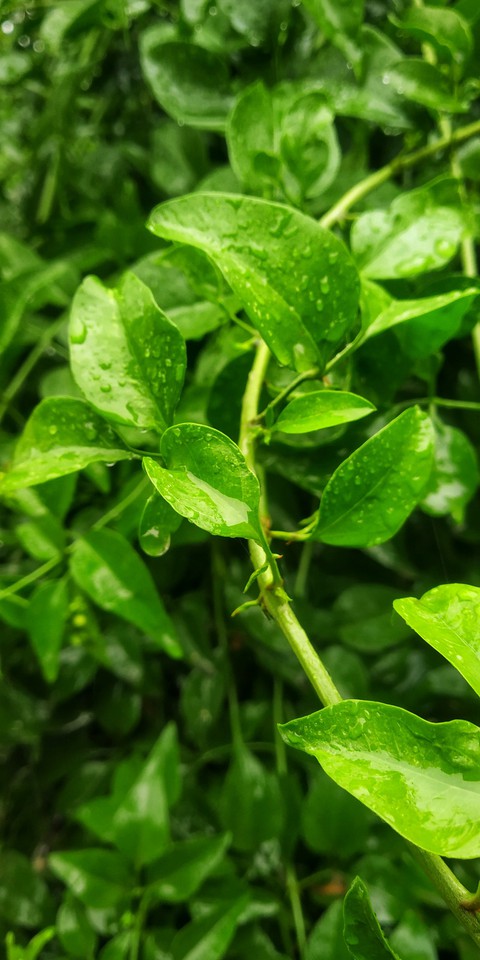Rainy Leaves
