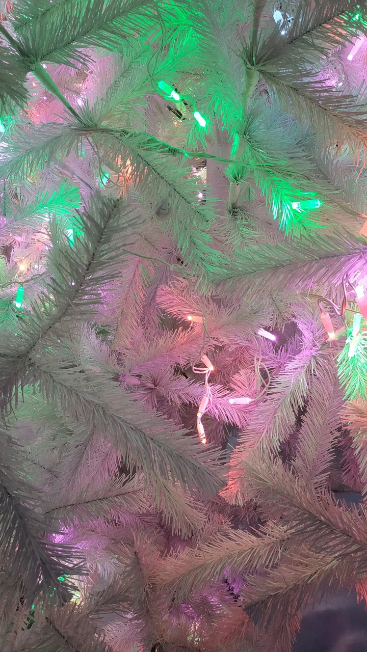 Christmas tree.